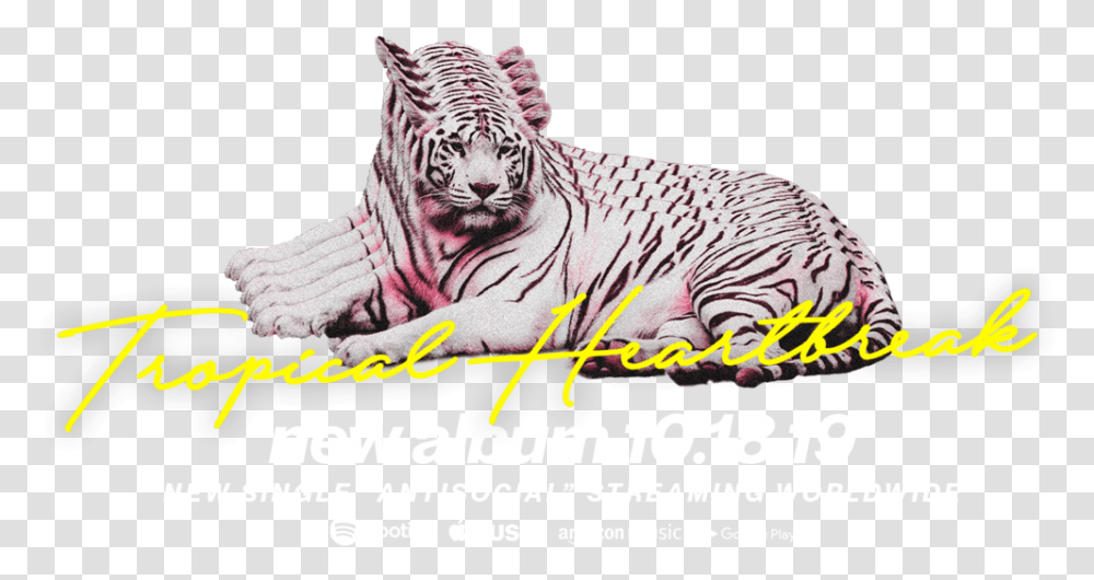 Katastro Tiger 4k, Wildlife, Mammal, Animal, Advertisement Transparent Png