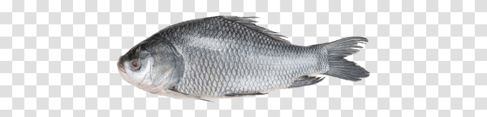 Katla Fish In Bd, Animal, Mullet Fish, Sea Life, Herring Transparent Png