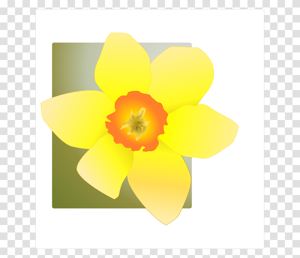 Kattekrab Daffodil, Nature, Plant, Flower, Blossom Transparent Png