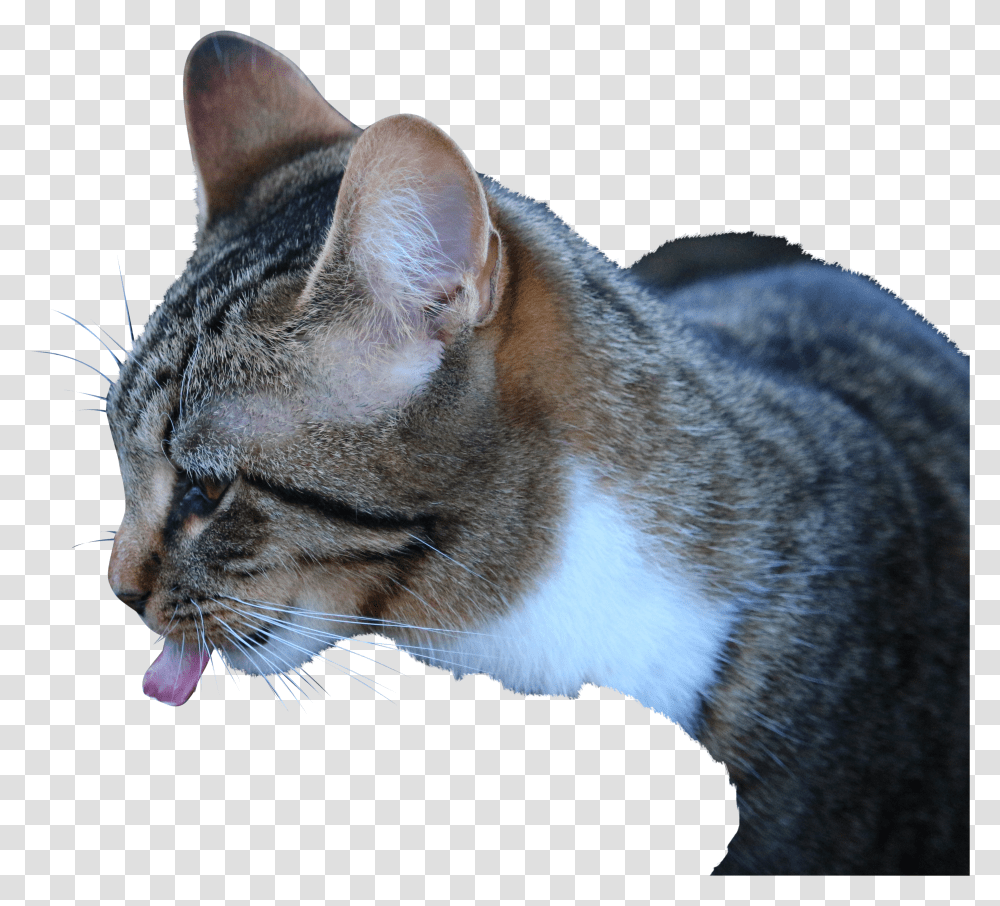 Katten Drinken Transparent Png