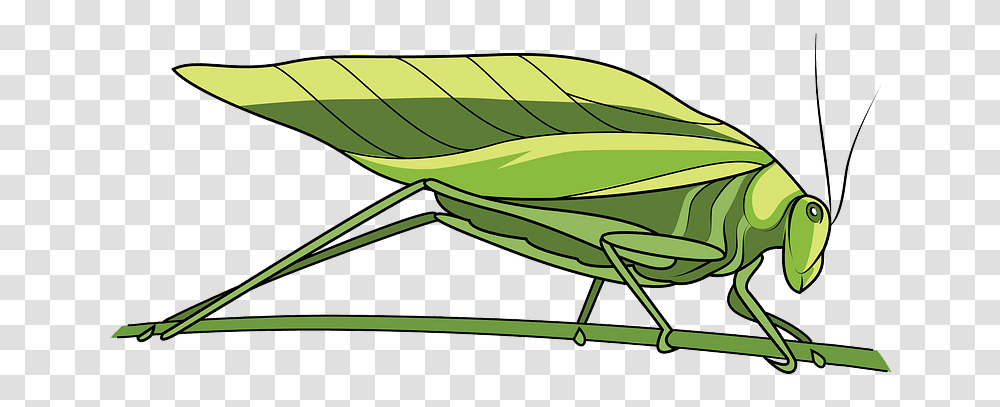 Katydid Leaf Bug Clipart Leaf Bug Clipart, Insect, Invertebrate, Animal, Cricket Insect Transparent Png
