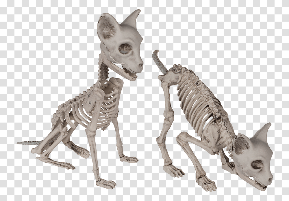 Katzen Skelett Oben, Dinosaur, Reptile, Animal, Skeleton Transparent Png