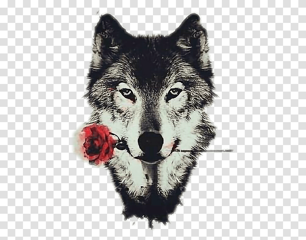 Kawaii Tumblr Wolf Rose, Mammal, Animal, Red Wolf, Canine Transparent Png
