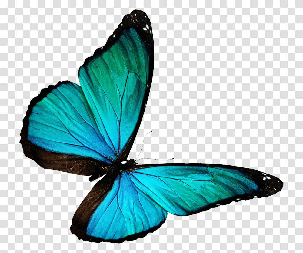 Kb V Butterfly, Insect, Invertebrate, Animal, Monarch Transparent Png