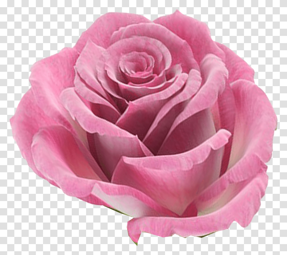 Kbytes Imagenes De Rosas En Formato, Rose, Flower, Plant, Blossom Transparent Png