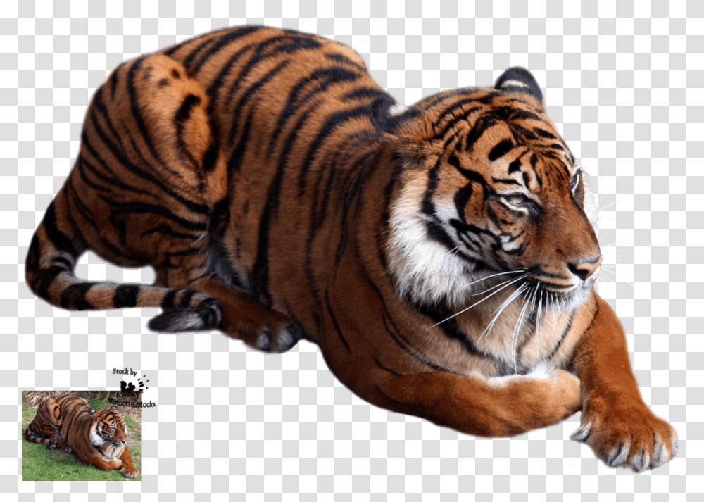 Kbytes Sorted, Tiger, Wildlife, Mammal, Animal Transparent Png