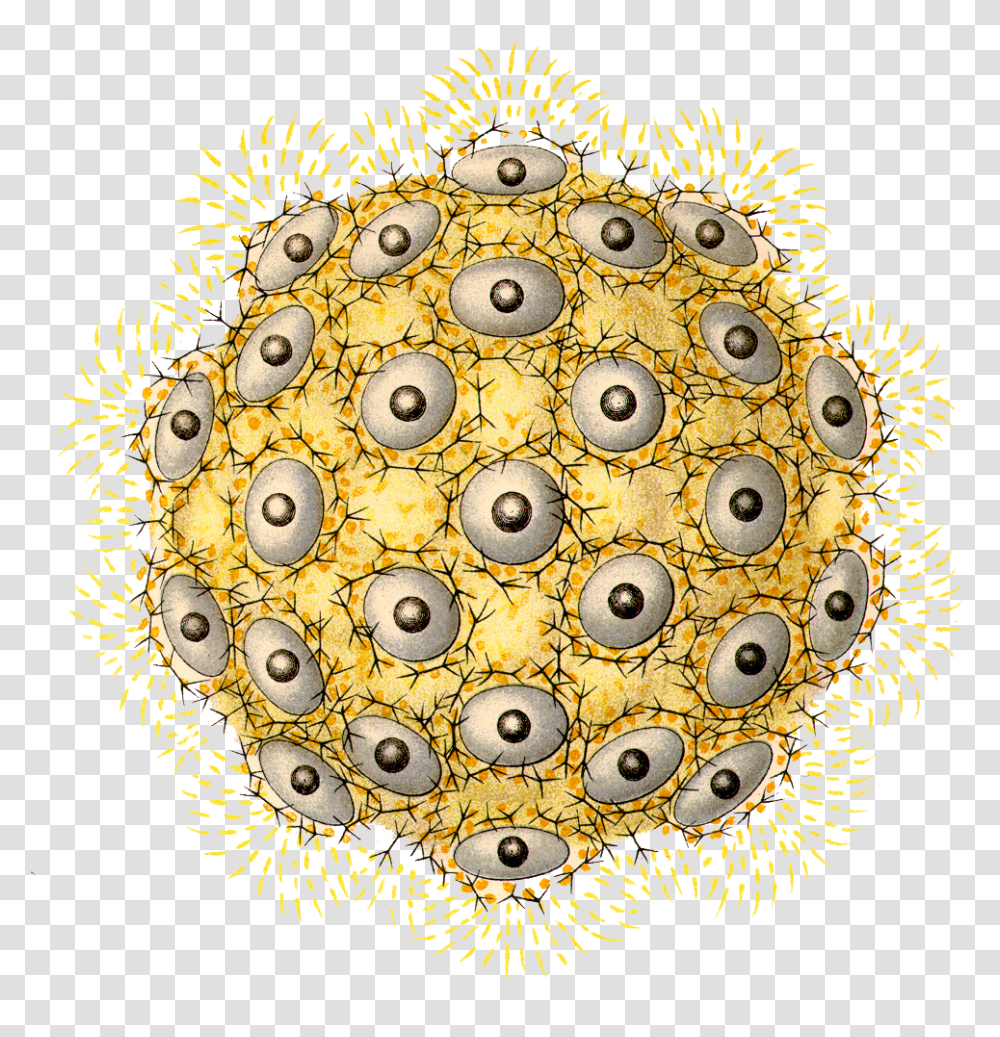 Kdnpolycyttariabarbed Wire Eyes Copypng Circle, Pattern, Ornament, Fractal, Rug Transparent Png