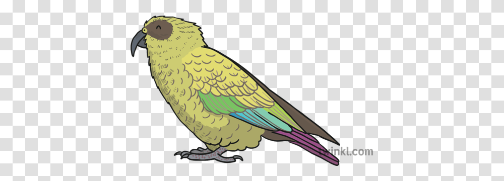 Kea Bird Illustration Twinkl Budgie, Animal, Beak, Parrot, Parakeet Transparent Png