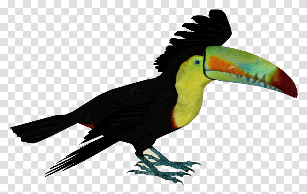 Keel Billed Toucan, Bird, Animal, Beak Transparent Png