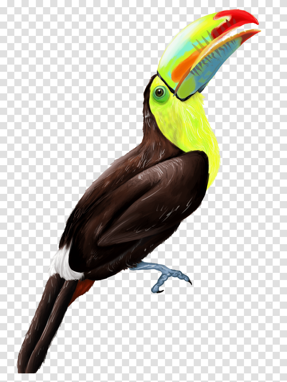 Keel Billed Toucan Keel Billed Toucan, Bird, Animal, Beak, Bee Eater Transparent Png