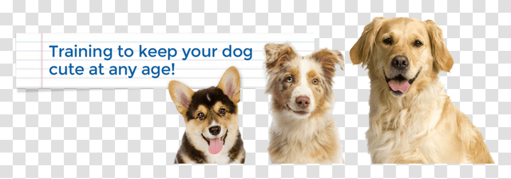 Keep It Cute Dog Training Alexandria Arlington Mclean Companion Dog, Pet, Canine, Animal, Mammal Transparent Png