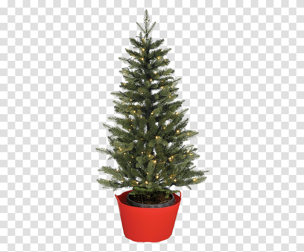Keep The Roots Moist And Create Humid Air For The Tree Alive Christmas Tree, Ornament, Plant, Pine, Conifer Transparent Png