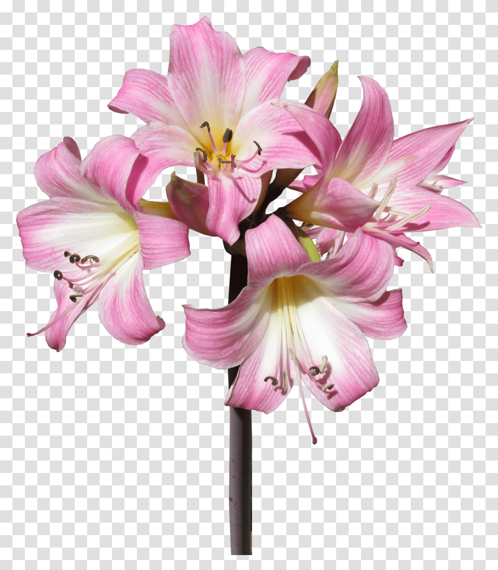 Keep Yesterday Today Tomorrow Plant, Flower, Blossom, Amaryllis, Lily Transparent Png