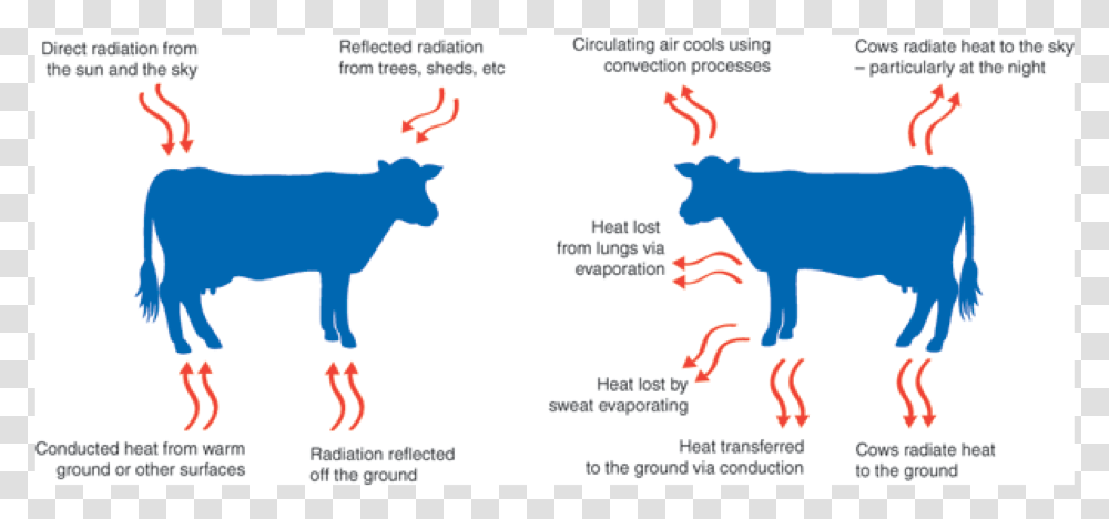 Keeping Cows Cool The Vet Group, Mammal, Animal, Bull, Plot Transparent Png