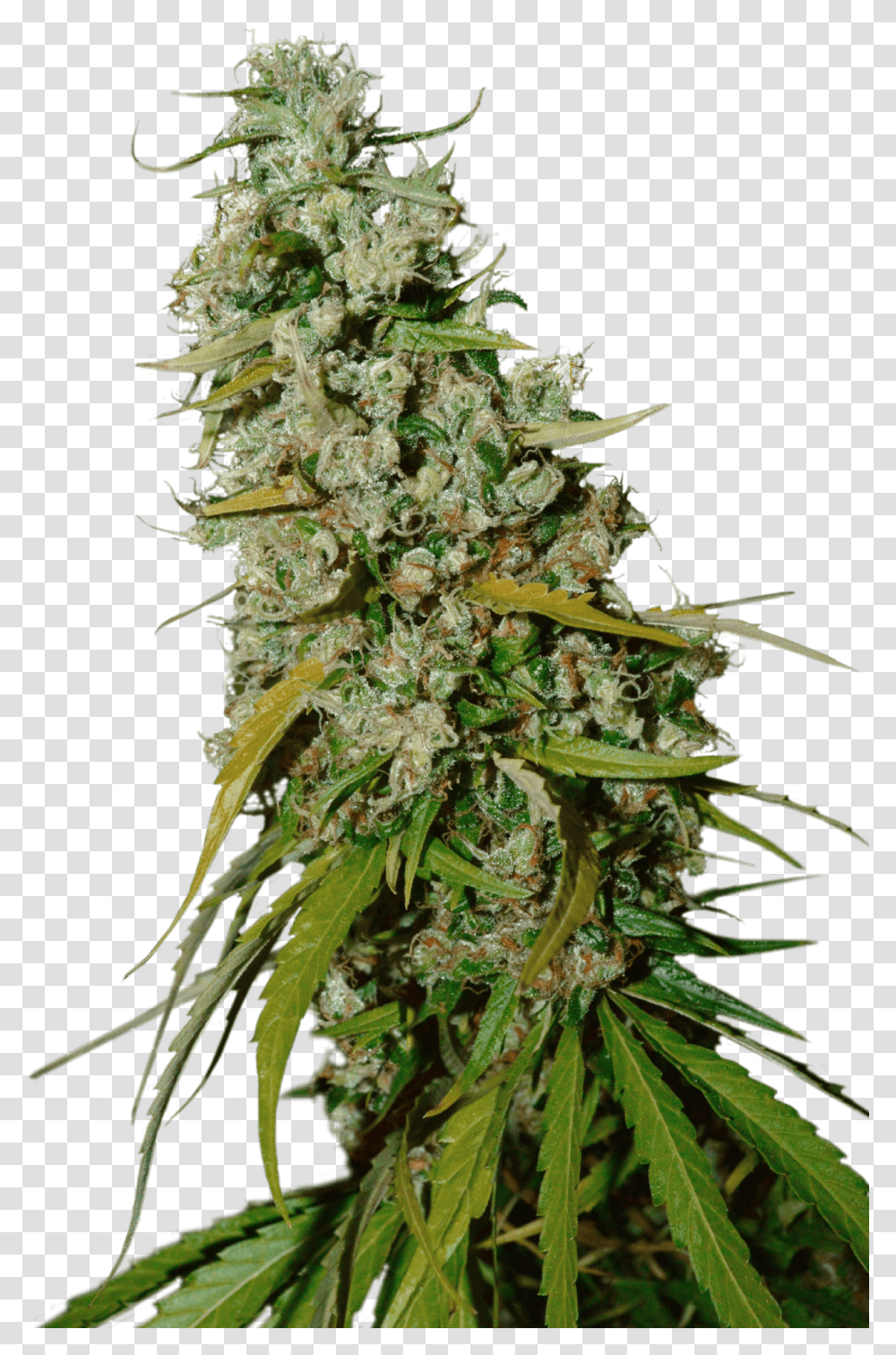 Kees Cannabis Sativa, Plant, Weed, Hemp Transparent Png