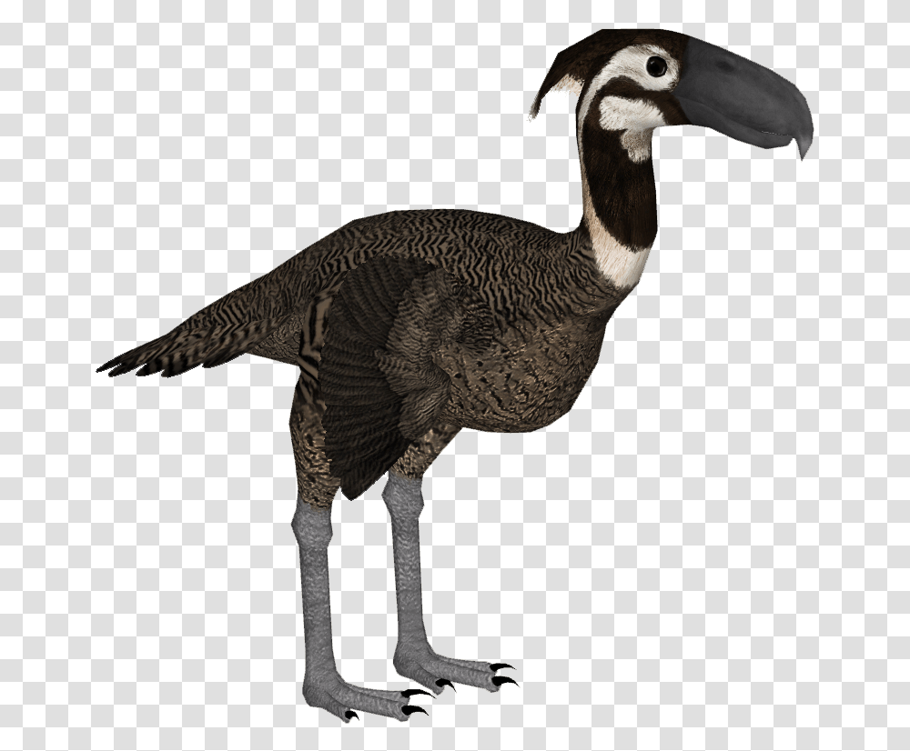 Kelenken Flightless Bird, Animal, Dinosaur, Reptile, Beak Transparent Png