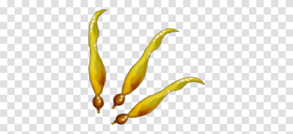 Kelp Food, Banana, Fruit, Plant, Animal Transparent Png