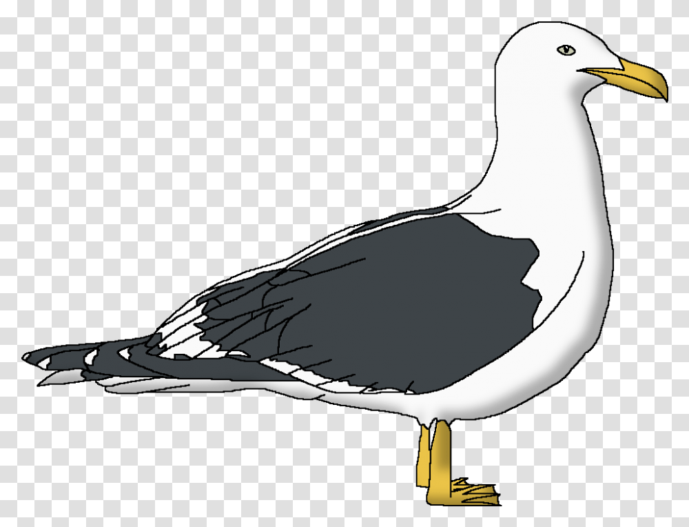 Kelp Gull Great Gull, Seagull, Bird, Animal, Albatross Transparent Png