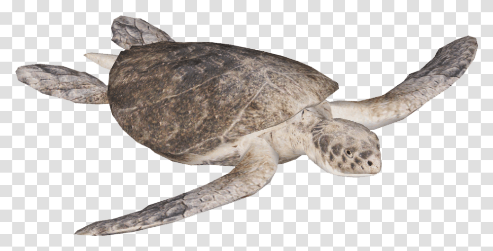 Kempquots Ridley Sea Turtle Kemp's Ridley Sea Turtle, Reptile, Sea Life, Animal, Tortoise Transparent Png