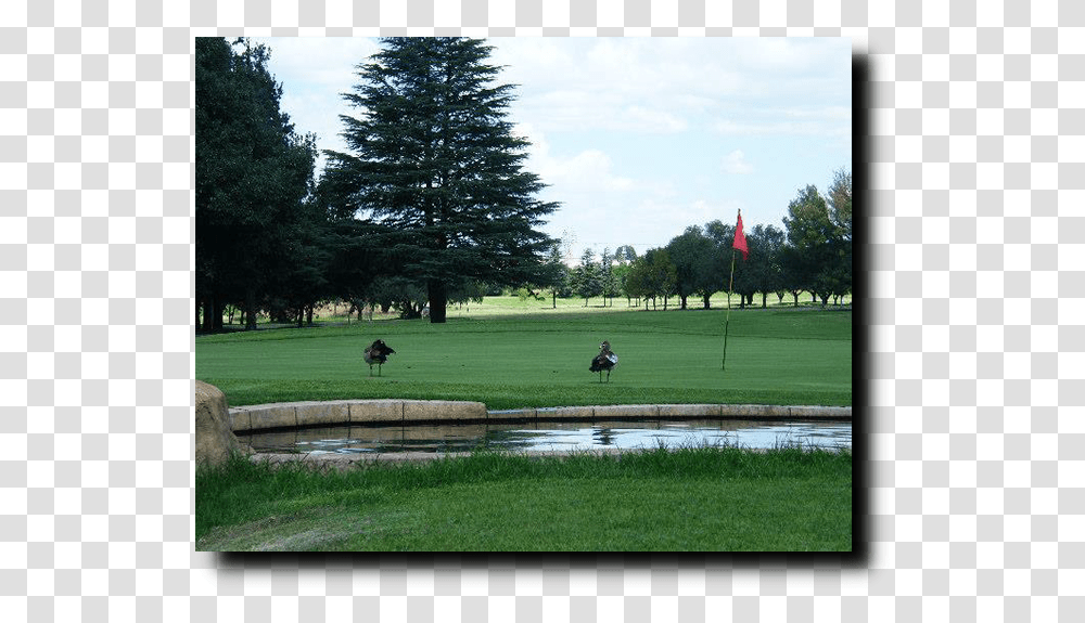 Kempton Park Golf Club, Field, Outdoors, Golf Course, Tree Transparent Png