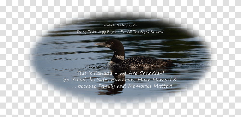 Kennebec Lake Loon Summer Mallard, Outdoors, Water, Bird, Animal Transparent Png