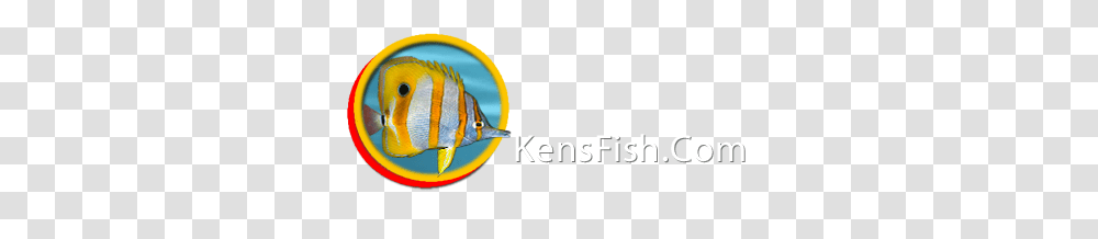 Kens Fish Link Directoy Tropical Fish Forums, Animal, Sea Life, Angelfish Transparent Png
