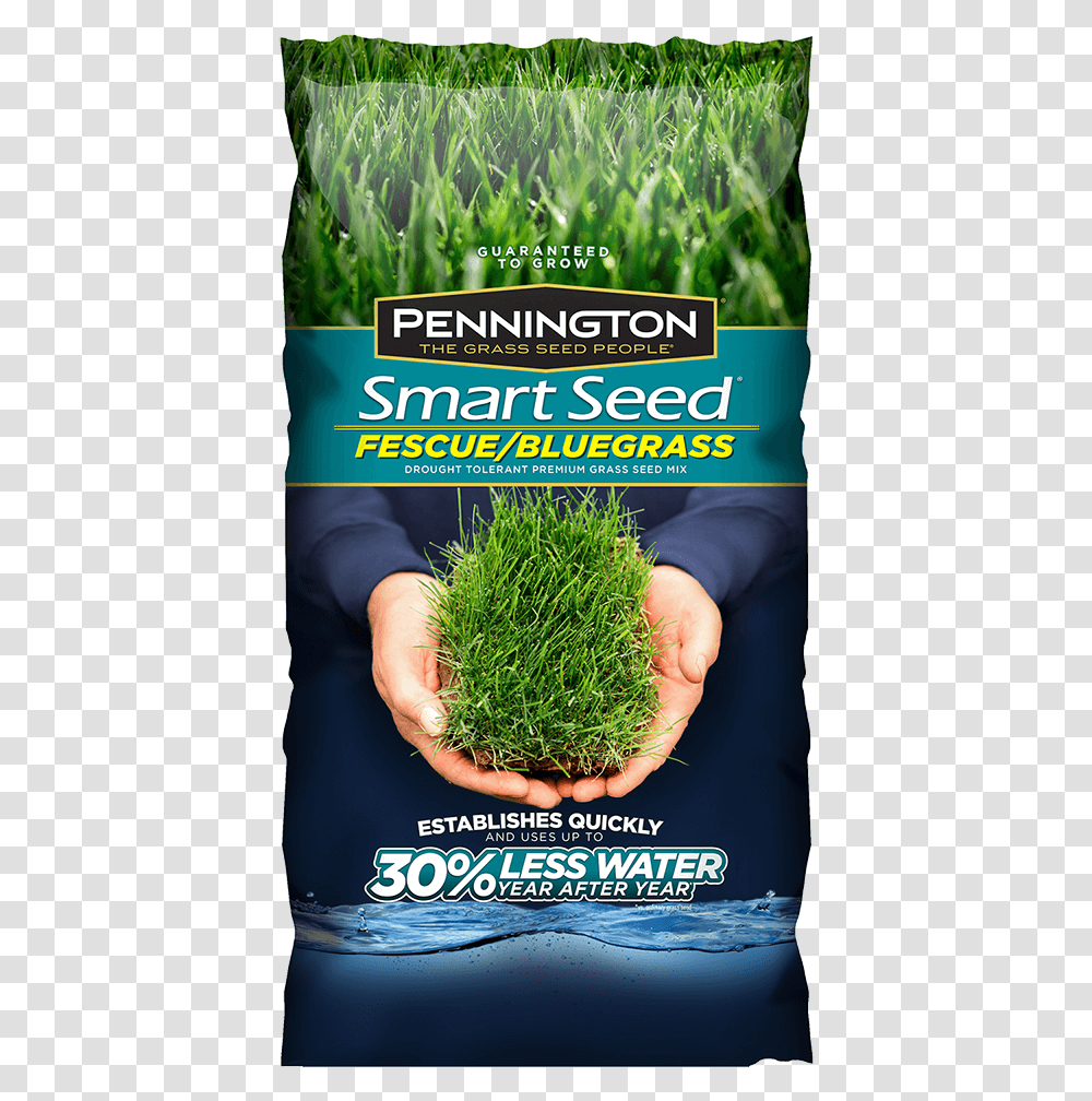 Kentucky Bluegrass Grass Seed, Bush, Vegetation, Plant, Seasoning Transparent Png