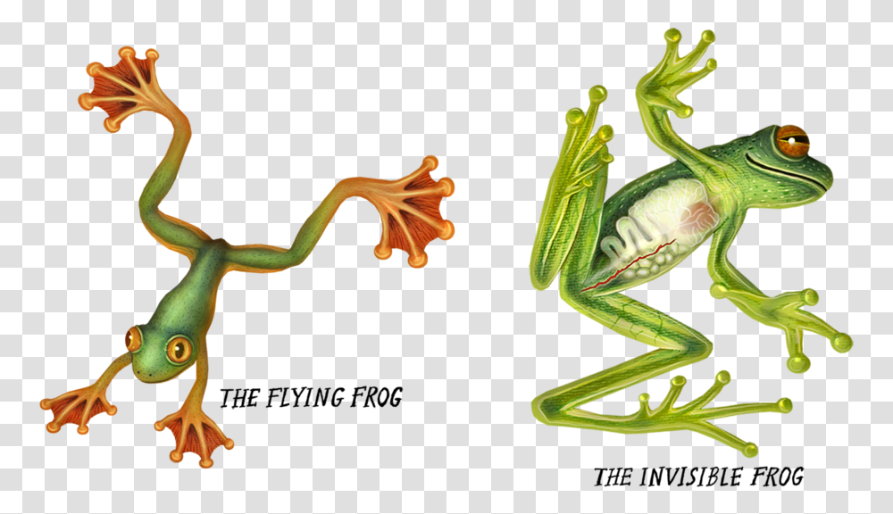 Kermit The Laying Down Frog Laying Down, Amphibian, Wildlife, Animal, Tree Frog Transparent Png