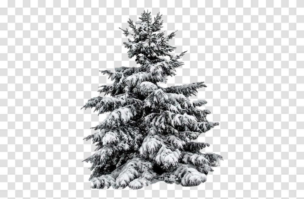 Kerstboom Met Witte Achtergrond, Tree, Plant, Fir, Pine Transparent Png