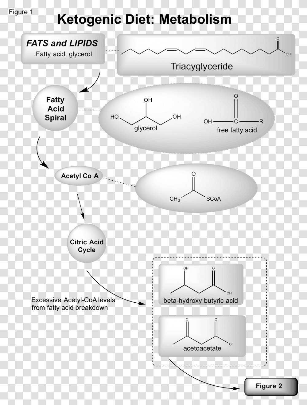 Ketosis Fat Metabolism Pathway, Plot, Diagram, Tie Transparent Png