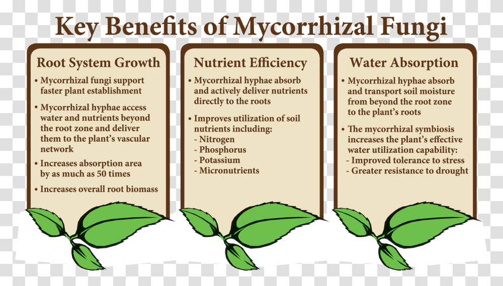 Key Benefits Of Mycorrhizal Fungi, Page, Flyer, Poster Transparent Png