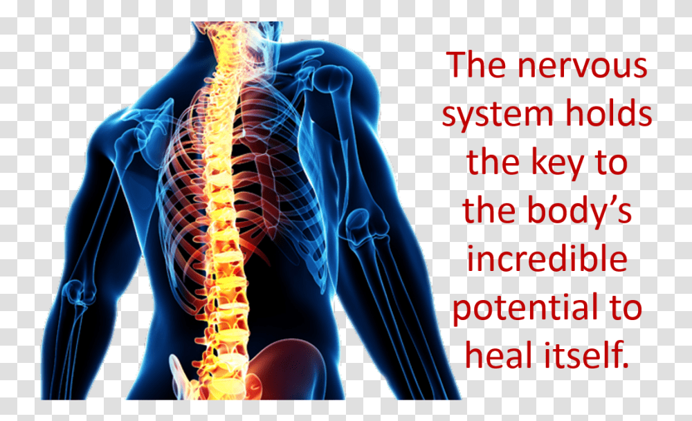 Key Nervous System Holds The Key, Person, Human, Shoulder, X-Ray Transparent Png