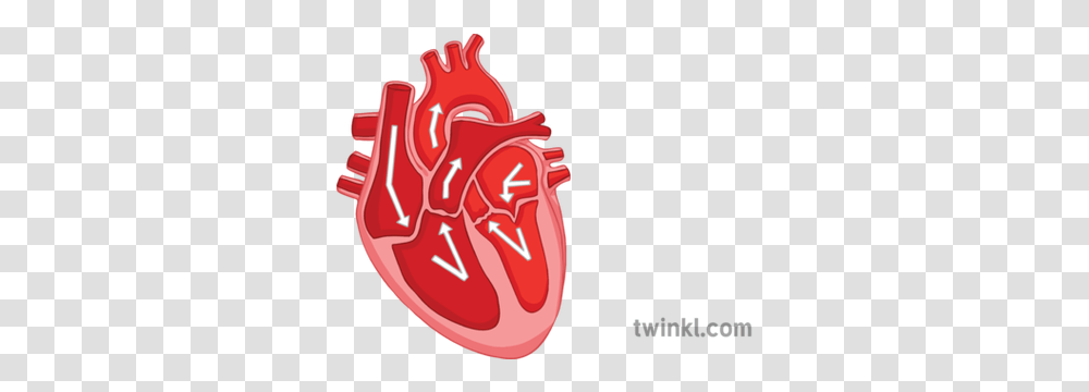 Key Parts Of Heart Diagram Cardiovascular System Organ Blood Illustration, Dynamite, Bomb, Weapon, Weaponry Transparent Png