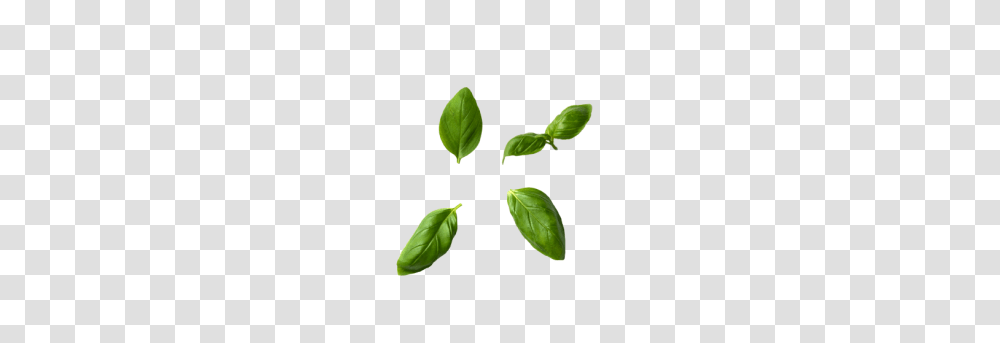 Keyword Search Result, Leaf, Plant, Green, Sprout Transparent Png