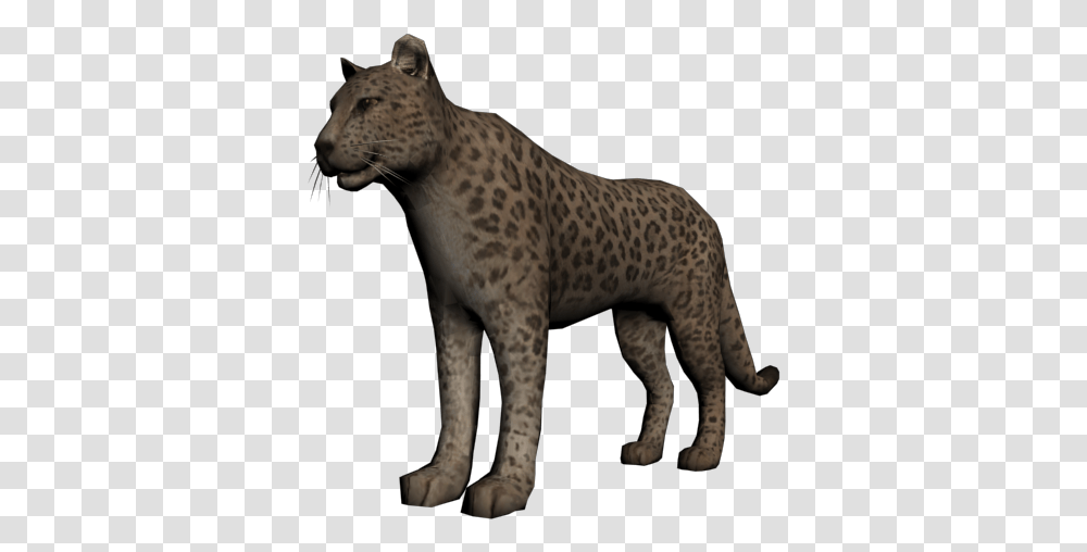 Khan The Jaguar Wiki, Mammal, Animal, Wildlife, Panther Transparent Png
