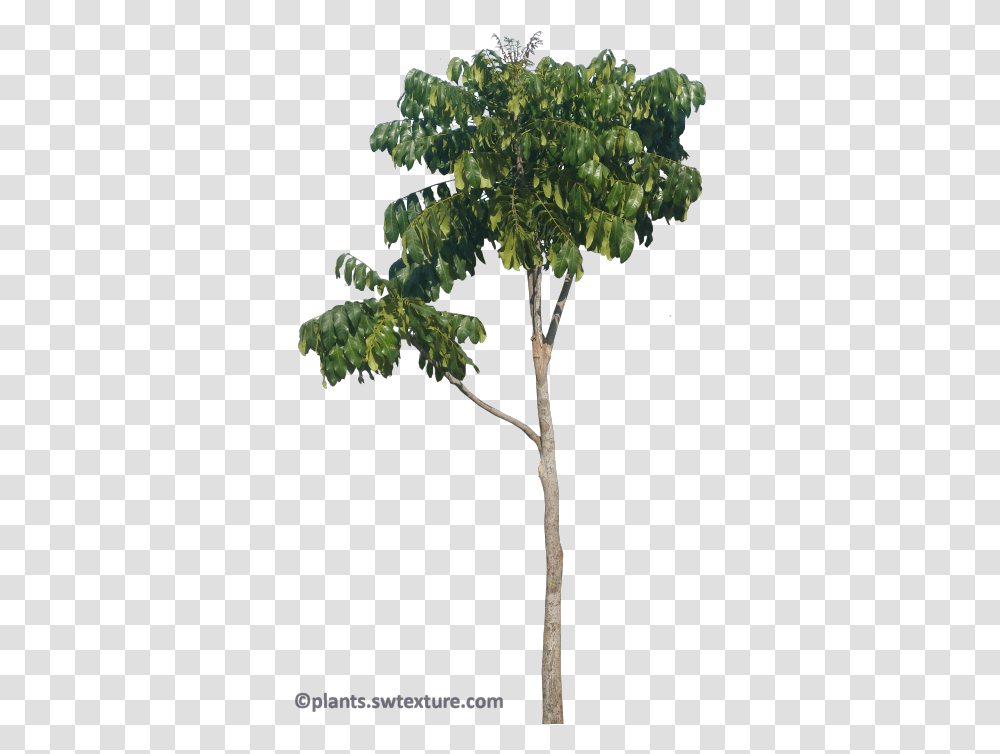 Khaya Nyasica African Mahogany East African Mahogany Tree, Plant, Leaf, Vegetation, Tree Trunk Transparent Png