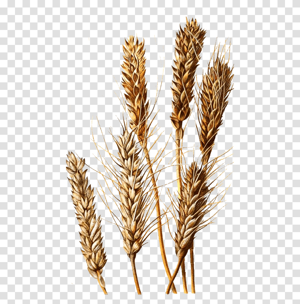Khorasan Wheat, Plant, Vegetable, Food, Grain Transparent Png