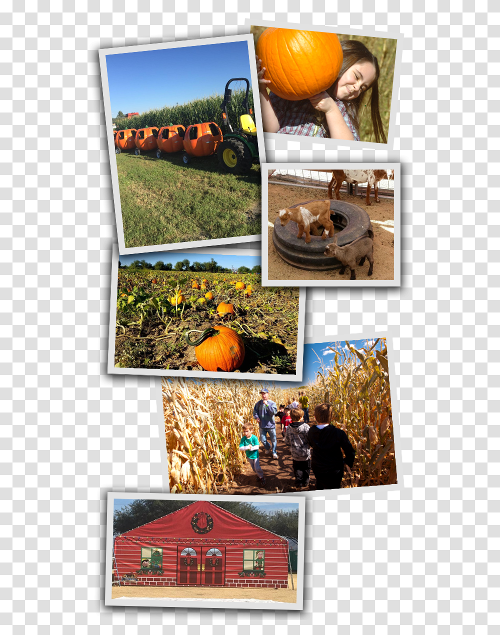 Kid With Pumpkin, Collage, Poster, Advertisement, Person Transparent Png