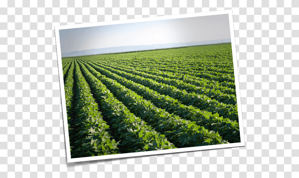 Kidney Beans On Field, Agriculture, Countryside, Outdoors, Nature Transparent Png