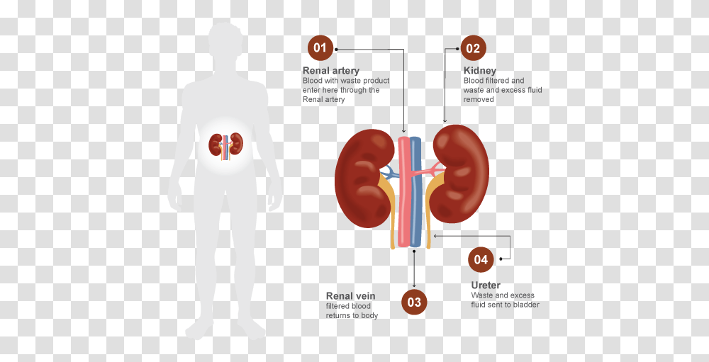 Kidney Filter Blood, Person, Human Transparent Png