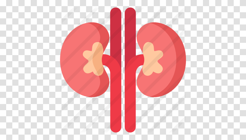 Kidney, Heart, Alphabet Transparent Png
