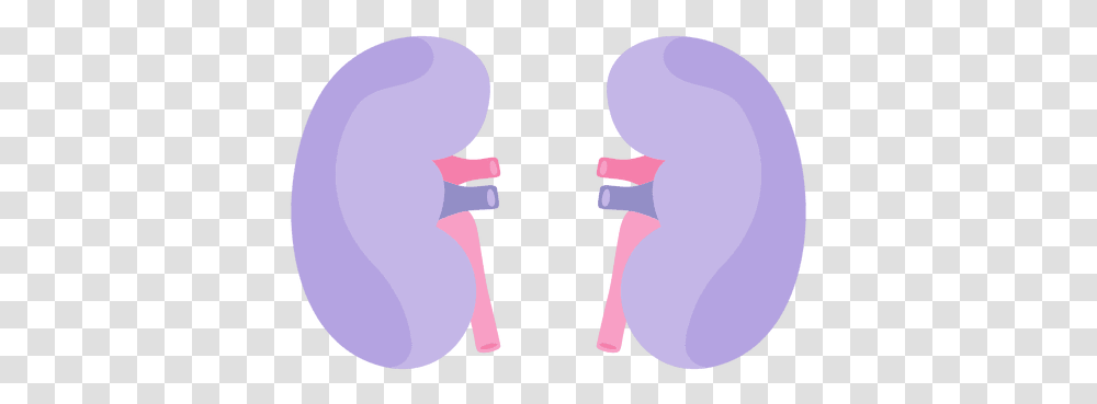 Kidney Human Organ & Svg Vector File Kidney Clipart Background, Purple, Head, Silhouette, Hand Transparent Png