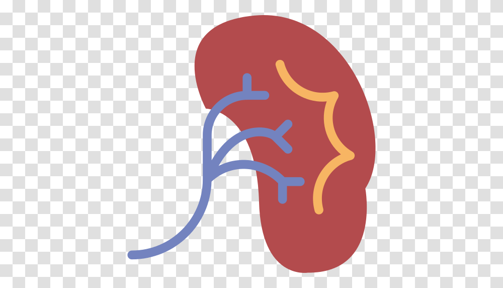 Kidney Icon, Apparel, Footwear, Flip-Flop Transparent Png