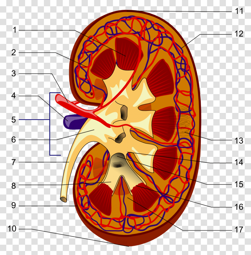 Kidney Piom Parts Of The Kidney, Label, Meal Transparent Png