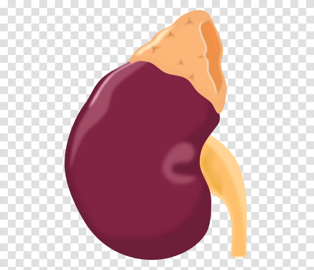 Kidney, Plant, Vegetable, Food, Balloon Transparent Png