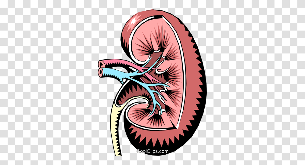 Kidney Royalty Free Vector Clip Art Illustration, Label, Dragon, Sticker Transparent Png