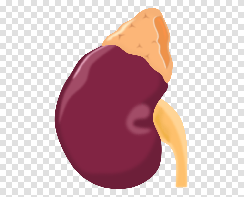 Kidney Stone Human Body Organ Kidney Bean, Plant, Vegetable, Food, Balloon Transparent Png