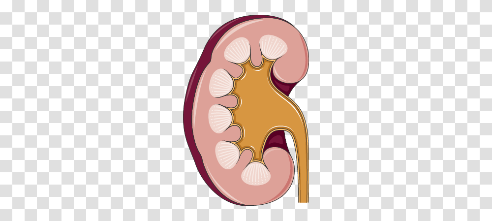 Kidney, Teeth, Mouth, Lip, Jaw Transparent Png