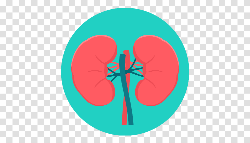 Kidneys Kidney Icon Kidney, Veins, Heart, X-Ray, Ct Scan Transparent Png