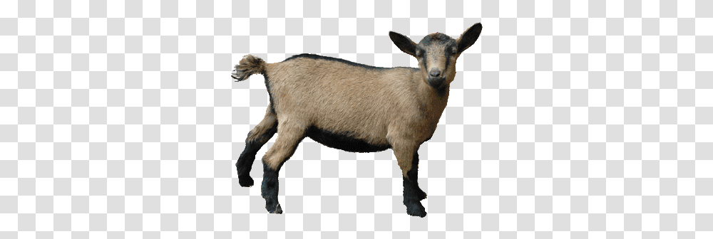 Kids Goat Clipart Goat Picture Without Background, Mammal, Animal, Sheep, Mountain Goat Transparent Png
